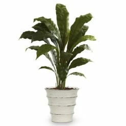 Artistica - Deruta Of Italy Scavo Ragusa: Authentic Art Deco Style Vase (Xtra Large) Plants & Planters -Artistica - Deruta of Italy Shop unnamed file 1736